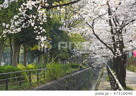二ヶ領用水　　元住吉　武蔵小杉　付近の桜 47310040