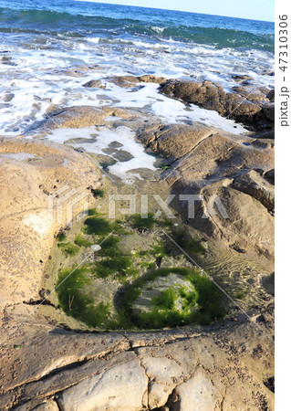 北茨城市・万葉の道（ささき浜の潮溜り） 47310306