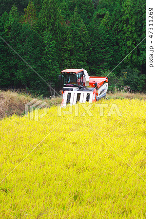 高アミロース米の収穫 高アミロース米の収穫 47311269