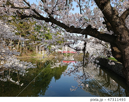 満開の桜と赤い橋 満開の桜と赤い橋 47311493