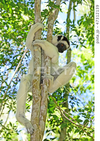 マダガスカルのキツネザル、ベローシファカ マダガスカルのキツネザル、ベローシファカ 47312139