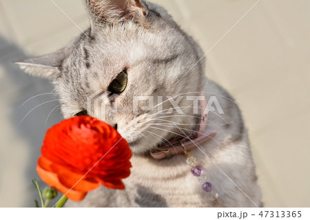 花の匂いを嗅いでいる猫 花の匂いを嗅いでいる猫 47313365