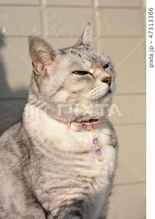 風の匂いを嗅いでいる猫 47313366