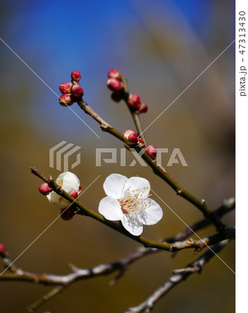 咲き始めた白梅　青空を背景に 47313430