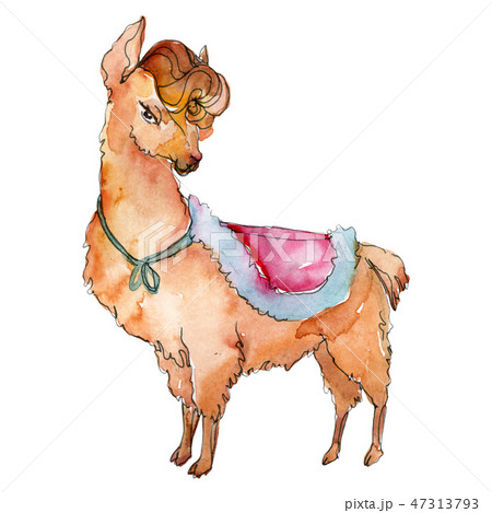 Cartoon character lama animal in a watercolor style. Watercolor background illustration set Cartoon character lama animal in a watercolor style. Watercolor background illustration set 47313793