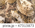 Driftwood at a beach of the Baltic Sea 47313873