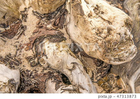 Driftwood at a beach of the Baltic Sea Driftwood at a beach of the Baltic Sea 47313873