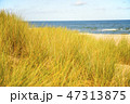 beach of the Baltic sea with beach grass  47313875