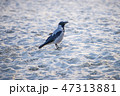 hooded crow on a beach of the Baltic sea in Poland 47313881