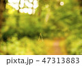Scots pine needle hanging in the air in a forest 47313883