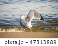 Black headed gull on a beach of the Baltic Sea  47313889