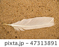 feather on a sand beach 47313891