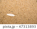 feather on a sand beach 47313893