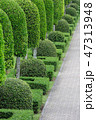 Garden 47313948