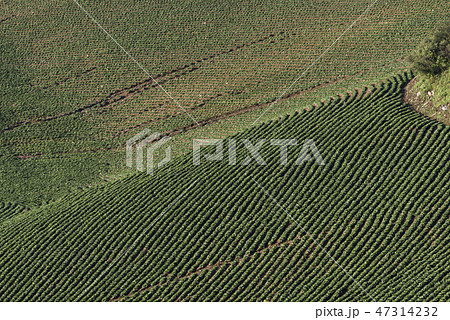 白菜畑 日の出 植物 47314232