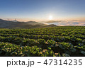 白菜畑 日の出 植物 47314235