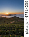 白菜畑 日の出 江陵市 47314239