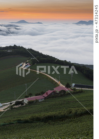 白菜畑 江陵市 田畑 47314245