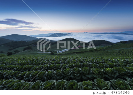 白菜畑 江陵市 田畑 47314246