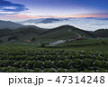 白菜畑 日の出 江陵市 47314248