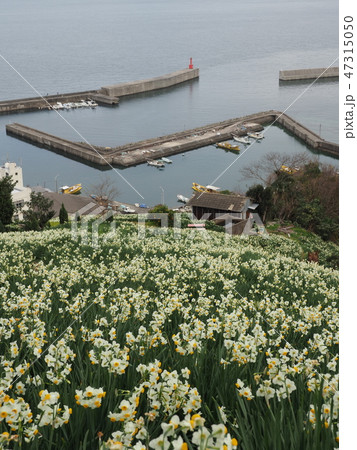 二ホンズイセン・海岸 47315050