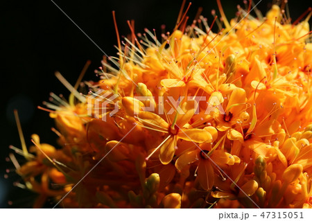 初めて見た 無憂樹(ムユウジュの花 初めて見た 無憂樹(ムユウジュの花 47315051