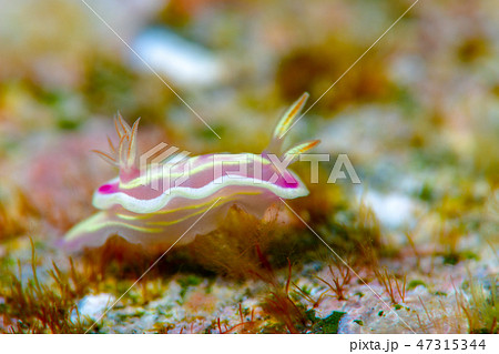ウミウシ 47315344