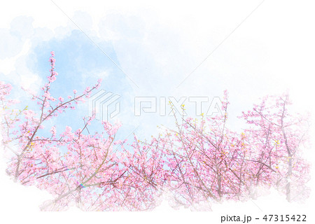 河津桜 水彩画風 河津桜 水彩画風 47315422