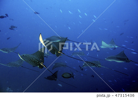 eagle ray manta while diving in Maldives eagle ray manta while diving in Maldives 47315436