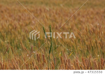 麦畑 麦畑 47315550