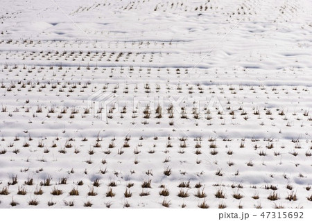 雪の田んぼ2 47315692