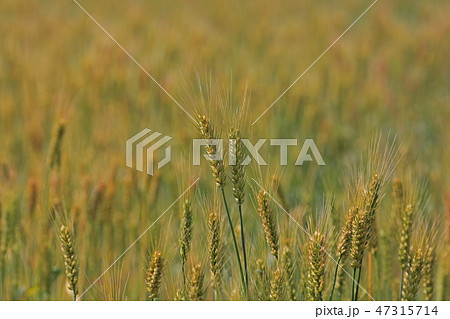 麦畑 麦畑 47315714