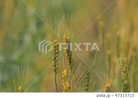 麦畑 47315715