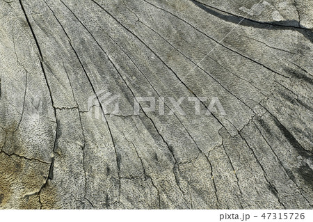Close up section of tree stump, wood log texture. 47315726