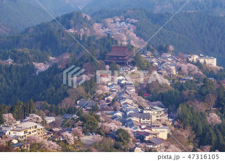 吉野千本桜　蔵王堂と町並み　如意輪寺　日本一の桜の名所　お花見 47316105