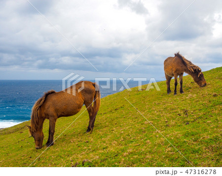 与那国馬 47316278