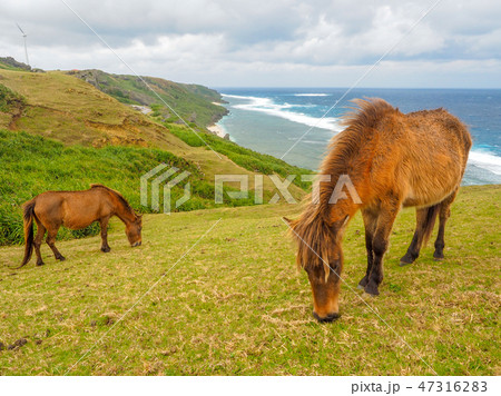 与那国馬 47316283