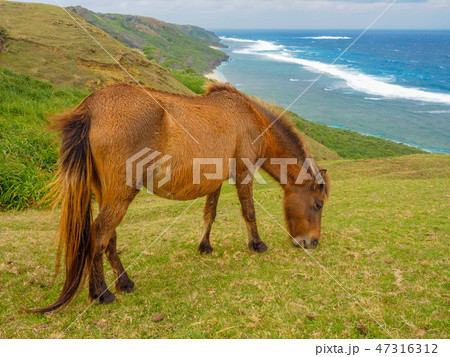 与那国馬 47316312