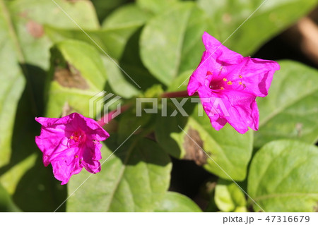 オシロイバナ 47316679