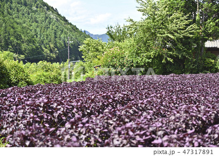 大原の紫蘇畑 47317891