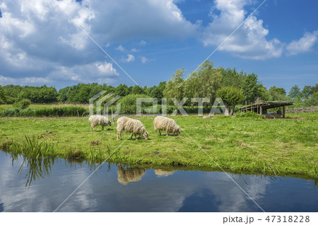 Landscape and Skudden sheeps 47318228
