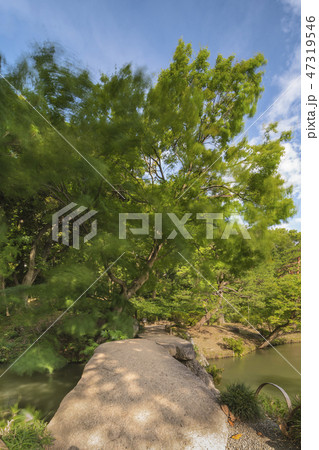 本駒込にある回遊式日本庭園の六義園の松、カエデと紅葉の木に囲まれた大泉水を渡る渡月橋の石橋の風景。 47319546
