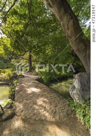 本駒込にある回遊式日本庭園の六義園の松、カエデと紅葉の木に囲まれた大泉水を渡る渡月橋の石橋の風景。 47319547