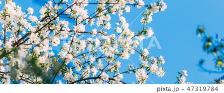 Spring blossoms apple tree in sunny day 47319784