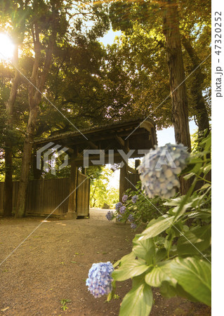 紫色のアジサイとカエデの木に囲まれた六義園の明治時代の伝統的な建築の内庭大門。 紫色のアジサイとカエデの木に囲まれた六義園の明治時代の伝統的な建築の内庭大門。 47320252