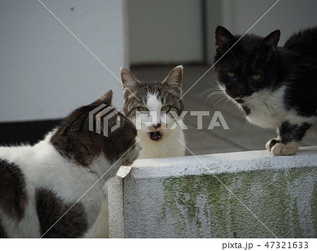 野良猫・家族 野良猫・家族 47321633