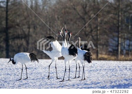 丹頂鶴 47322292
