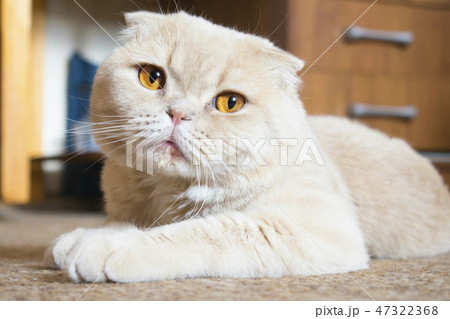 Beautiful sad fold scottish cat with golden eyes Beautiful sad fold scottish cat with golden eyes 47322368