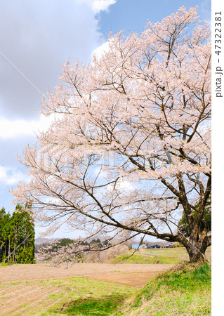 農村の一本桜 47322381