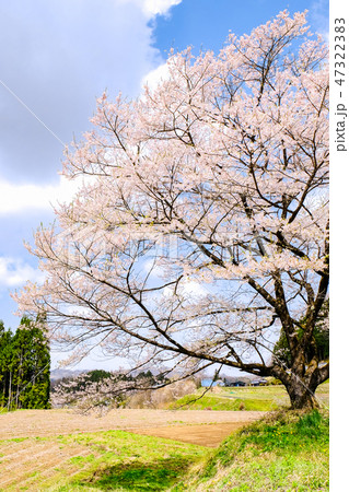 農村の一本桜 47322383